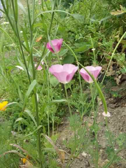 California Poppy - Eschscholzia californica, click for a larger image