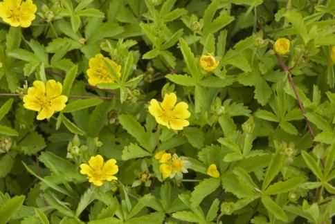 Creeping Cinquefoil - Potentilla reptans, click for a larger image, photo licensed for reuse CCASA3.0