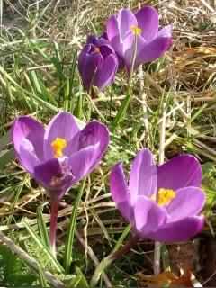 Crocus - Crocus vernus, click for a larger image