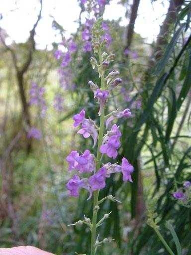 Purple Toadflax - Linaria purpurea, species information page