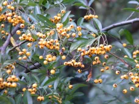 Pyracantha - "Orange Charmer", click for a larger image