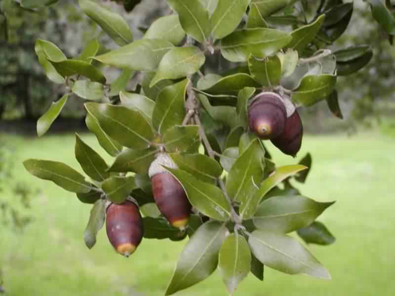Holm Oak - Quercus ilex, species information page, photo licensed for reuse GNUGPL2.0