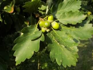 Sessile Oak - Quercus petraea, click for a larger image, photo licensed for reuse CCASA2.5