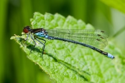 Male Red Eyed Damselfly - Erythromma najas, click for a larger image, photo licensed for reuse CCASA3.0