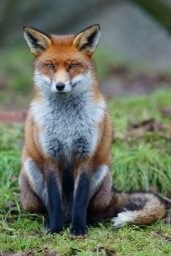 Red Fox - Vulpes vulpes, click for a larger image, photo licensed for reuse CCA2.0