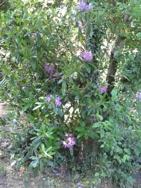 Rhododendron - Rhododendron, click for a larger image