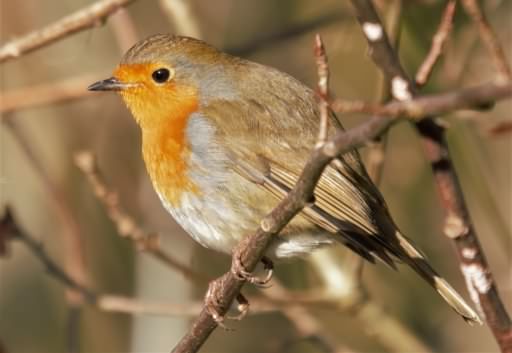 Robin - Erithacus rubecula, click for a larger image, ©2020 Colin Varndell, used with permission