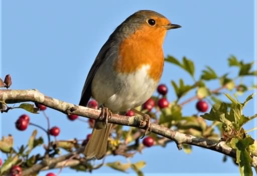 Robin - Erithacus rubecula, click for a larger image, ©2020 Colin Varndell, used with permission