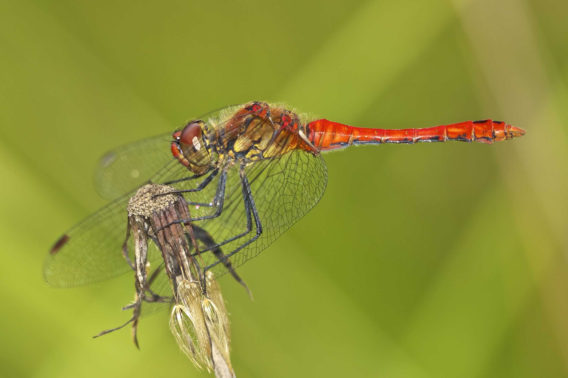 Ruddy Darter male - Sympetrum sanguineum, click for a larger image, photo licensed for reuse CCASA3.0
