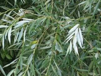 White Willow - Salix alba, click for a larger image, photo licensed for reuse CCASA3.0