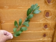 Grey Willow - Salix cinerea ssp. oleifolia, species information page, licensed for reuse NCSA3.0