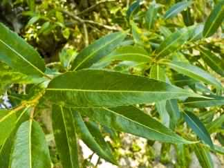 Crack Willow - Salix fragilis, click for a larger image, photo licensed for reuse CCBY2.5