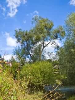 Crack Willow - Salix fragilis, click for a larger image, photo licensed for reuse CCBY2.5