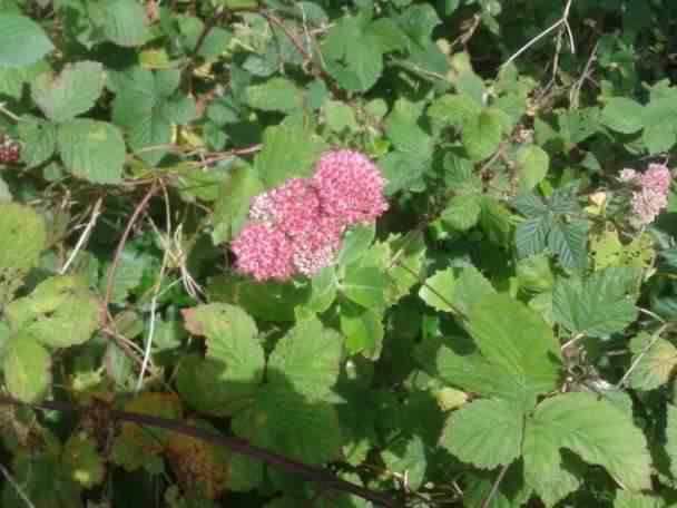 Sedum - Crassulaceae, click for a larger image