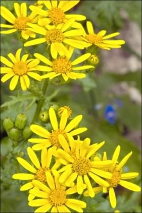 Oxford Ragwort - Senecio squalidus, species information page