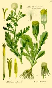 Groundsel - Senecio vulgaris ssp. vulgaris, click for a larger image, image is in the public domain
