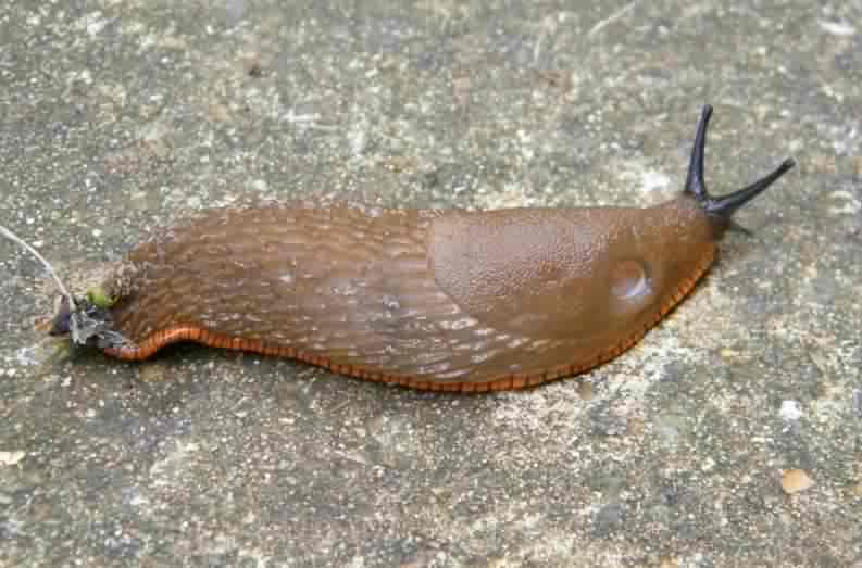 European Red Slug - Arion ater rufus, click for a larger image