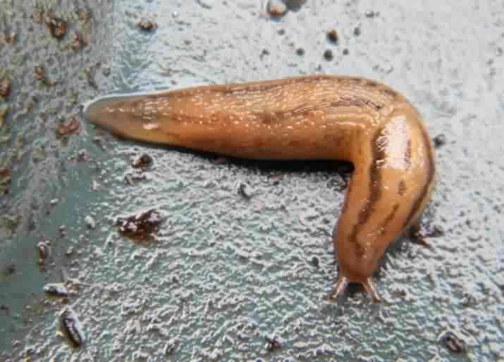 Leopard Slug - Limax maximus, click for a larger image