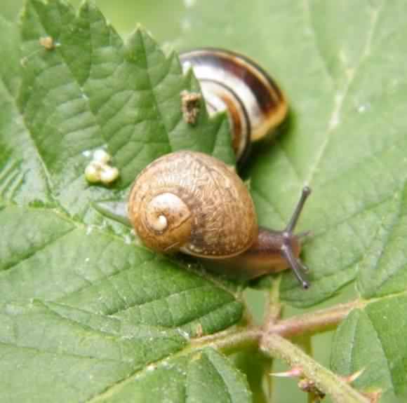 White-lipped Snail - Cepaea hortensis, click for a larger image