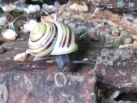 White-lipped Snail - Cepaea hortensis, click for a larger image, photo licensed for reuse CCANC4.0