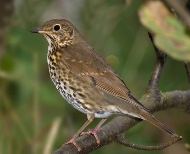 Song Thrush - Turdus philomelos, click for a larger image, photo licensed for reuse CCASA2.5