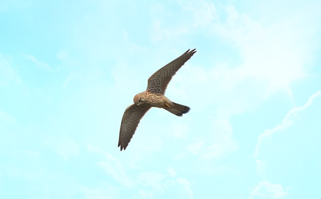 Sparrowhawk - Accipiter nisus, species information page, ©2020 Colin Varndell, used with permission