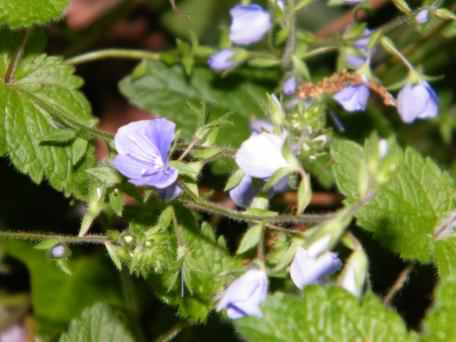 Germander Speedwell - Veronica chamaedrys, species information page