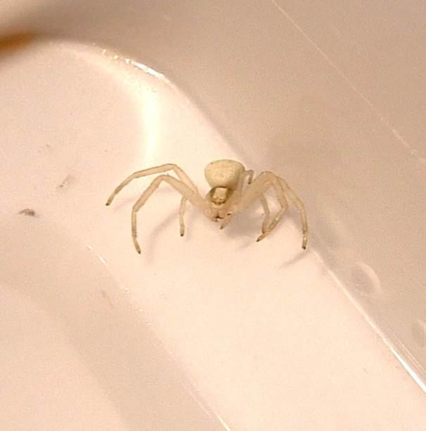 Crab spider - Misumena vatia, click for a larger image