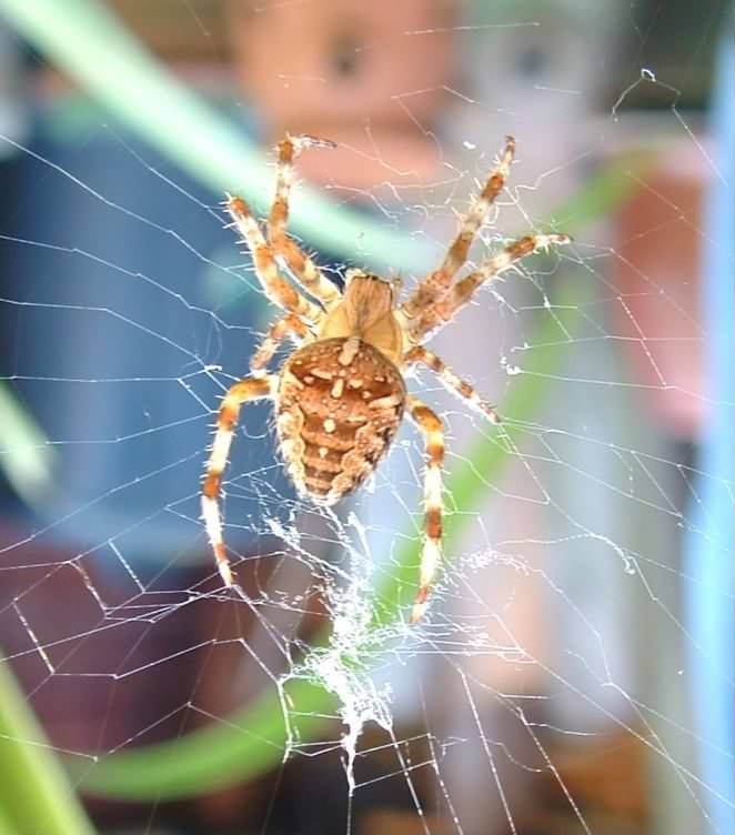 European Garden Spider - Araneus diadematus, click for a larger image