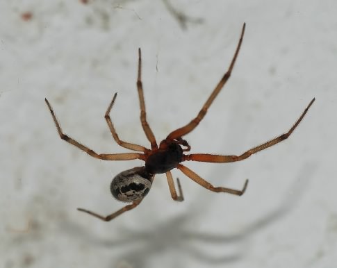 False Widow Spider - Steatoda nobilis, click for a larger image, photo licensed for reuse CCASA3.0