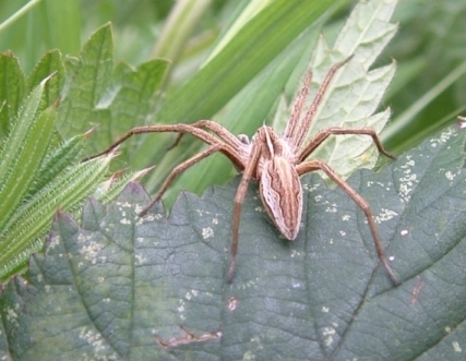 Nursery Web Spider - Pisaura mirabilis, species information page