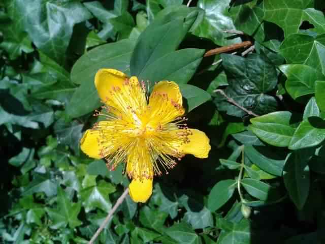 Great St. Johns Wort- Hypericum calycinum, click for a larger image