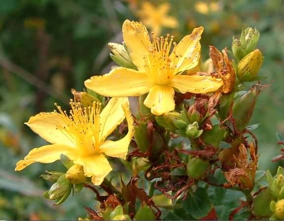 St John's Wort - Hypericum perforatum flowers and seed pods, click for a larger image