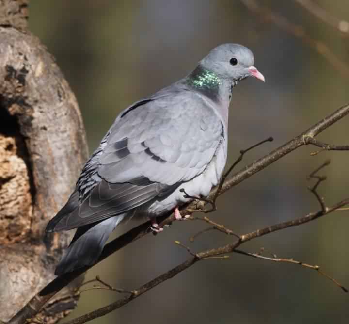 Stock Dove - Columba oenas, click for a larger image, licensed for reuse CCASA2.0