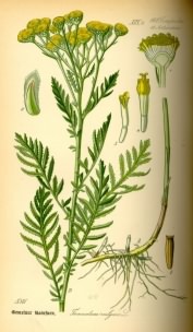 Tansy - Tanacetum vulgaris, click for a larger image, image is in the public domain