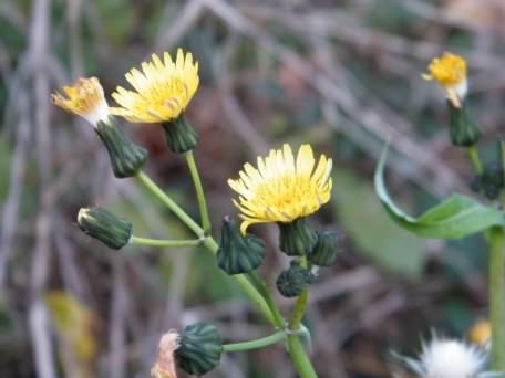 Smooth Sow-thistle - Sonchus oleraceus, click for a larger image