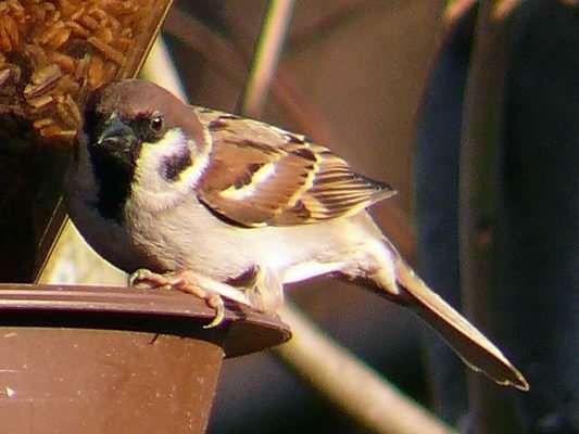 Tree Sparrow - Passer montanus, click for a larger image, photo is in the public domain