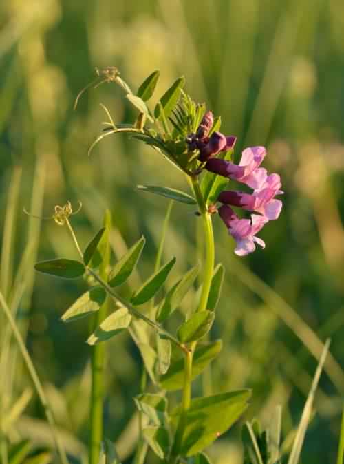 Bush Vetch - Vicia sepium, species information page