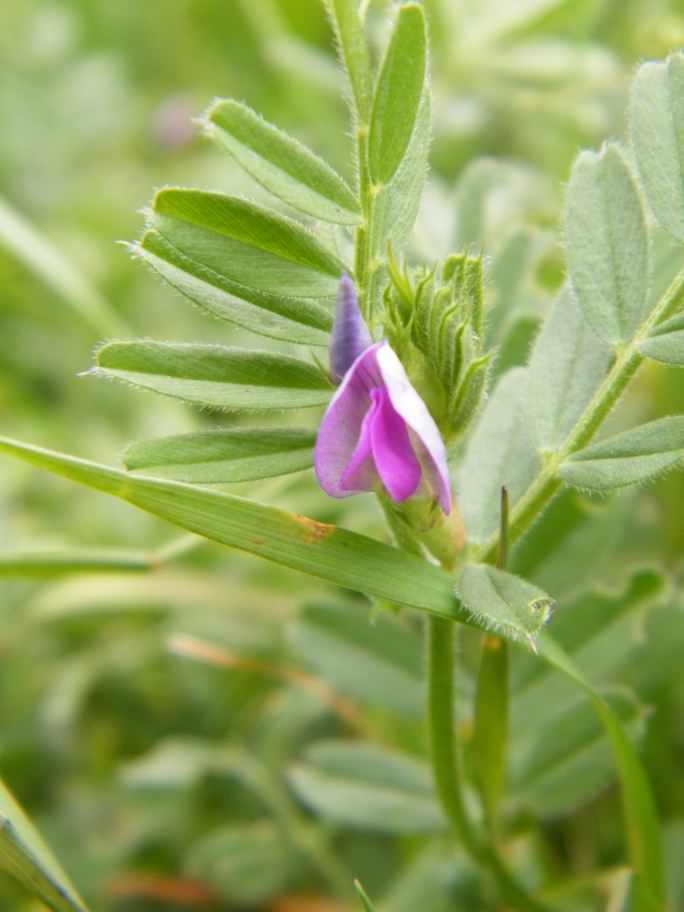 Common Vetch - Vicia sativa, species information page