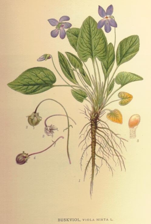 Hairy Violet - Viola hirta, click for a larger image, image is in the public domain