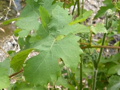 Grape - Vitis ssp., click for a larger image