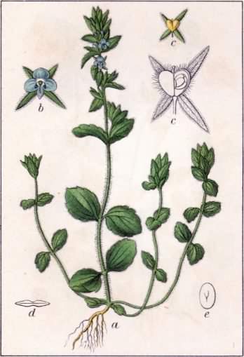 Wall Speedwell - Veronica arvensis, click for a larger image, photo is in the public domain
