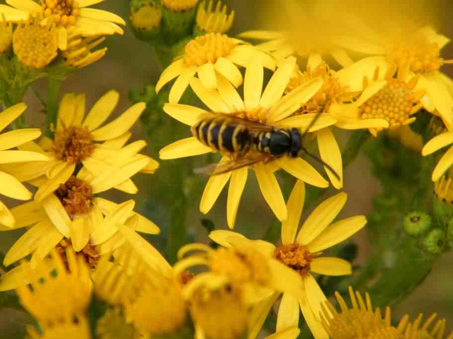 Common Wasp - Vespula vulgaris, click for a larger photo