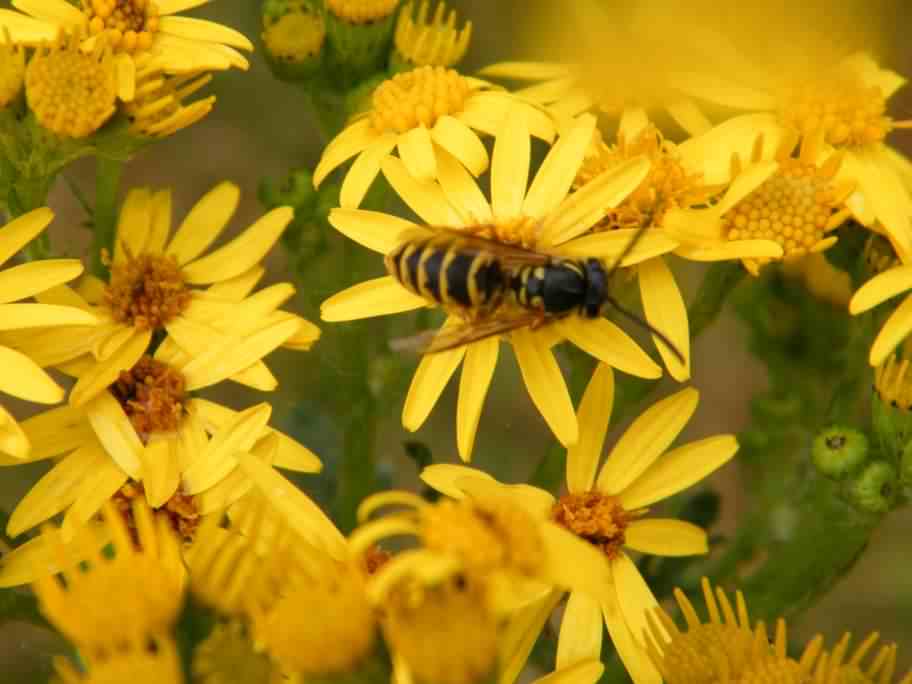 Common Wasp - Vespula vulgaris, species information page