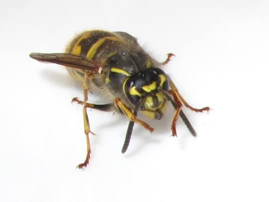 Common Wasp - Vespula vulgaris, click for a larger photo, photo licensed for reuse CCANC4.0