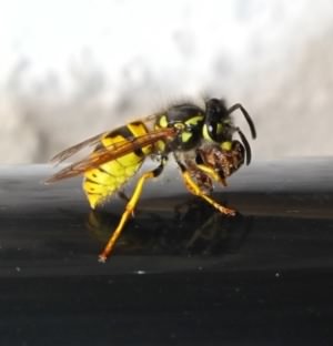 German Wasp - Vespula germanica, click for a larger photo, photo licensed for reuse CCANC4.0