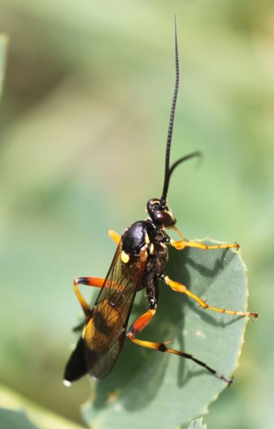 Parasitic Wasp - Diphyus quadripunctorius, click for a larger image, photo licensed for reuse CCA4.0