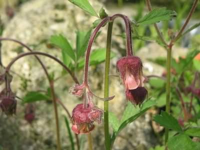 Water Avens - Geum rivale, click for a larger photo, photo licensed for reuse CCASA3.0