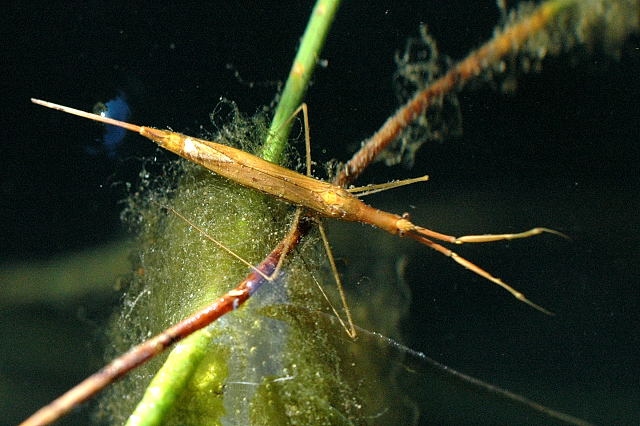 Water Stick insect - Ranatra linearis, click for a larger image, photo licensed for reuse CCASA2.5