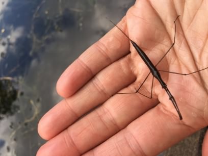 Water Stick insect - Ranatra linearis, click for a larger image, used with permission